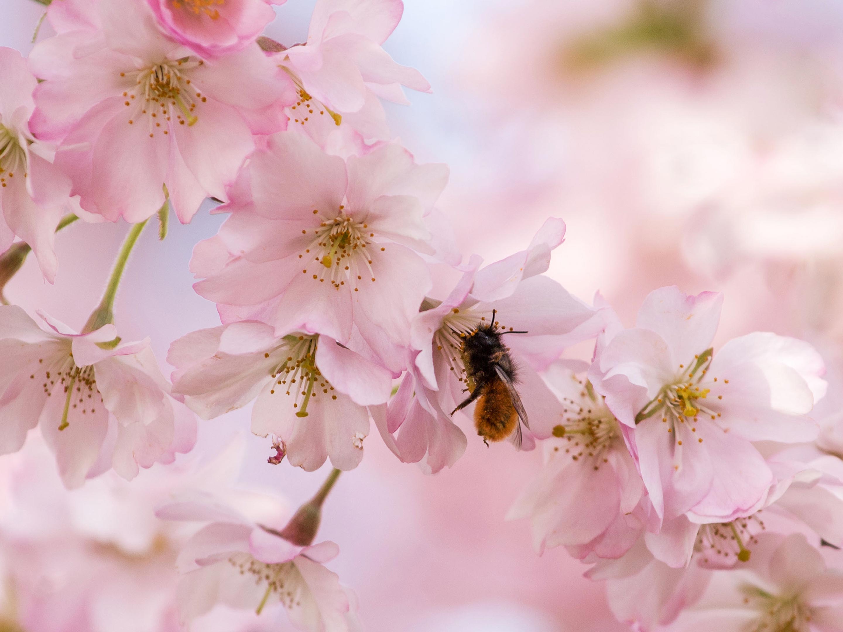 Biene sammelt Pollen in den Blüten eines Baumes