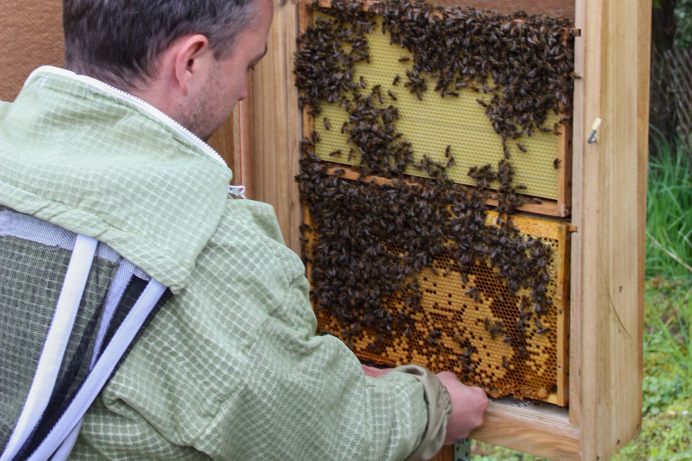 Spannender Moment: Einsetzen eines Bienenvolks in den Schaukasten des Dorfgartens